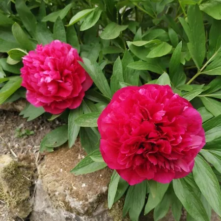 Nocleg ze śniadaniem Le Moulin D'audenfort
